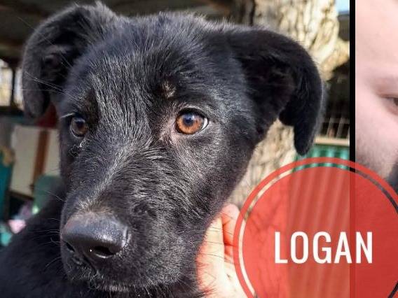 Adotta un cane, taglia grande, maschio, Verona