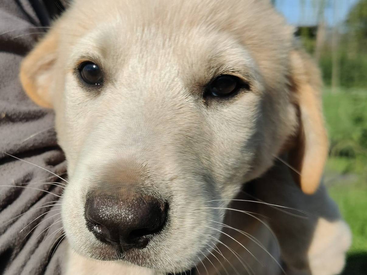 Adozione cane, maschio, Labrador Retriever Razza sconosciuta, 1 anno e 2 mesi, taglia piccola, Piacenza