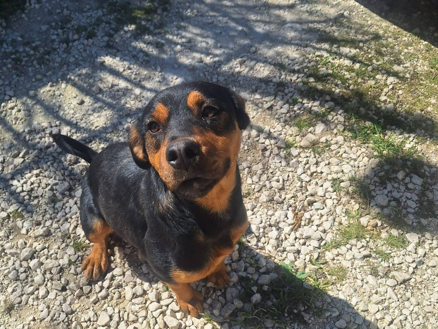 Adozione cane, femmina, Razza sconosciuta Razza sconosciuta, 1 anno e 1 mese, taglia piccola, Trapani