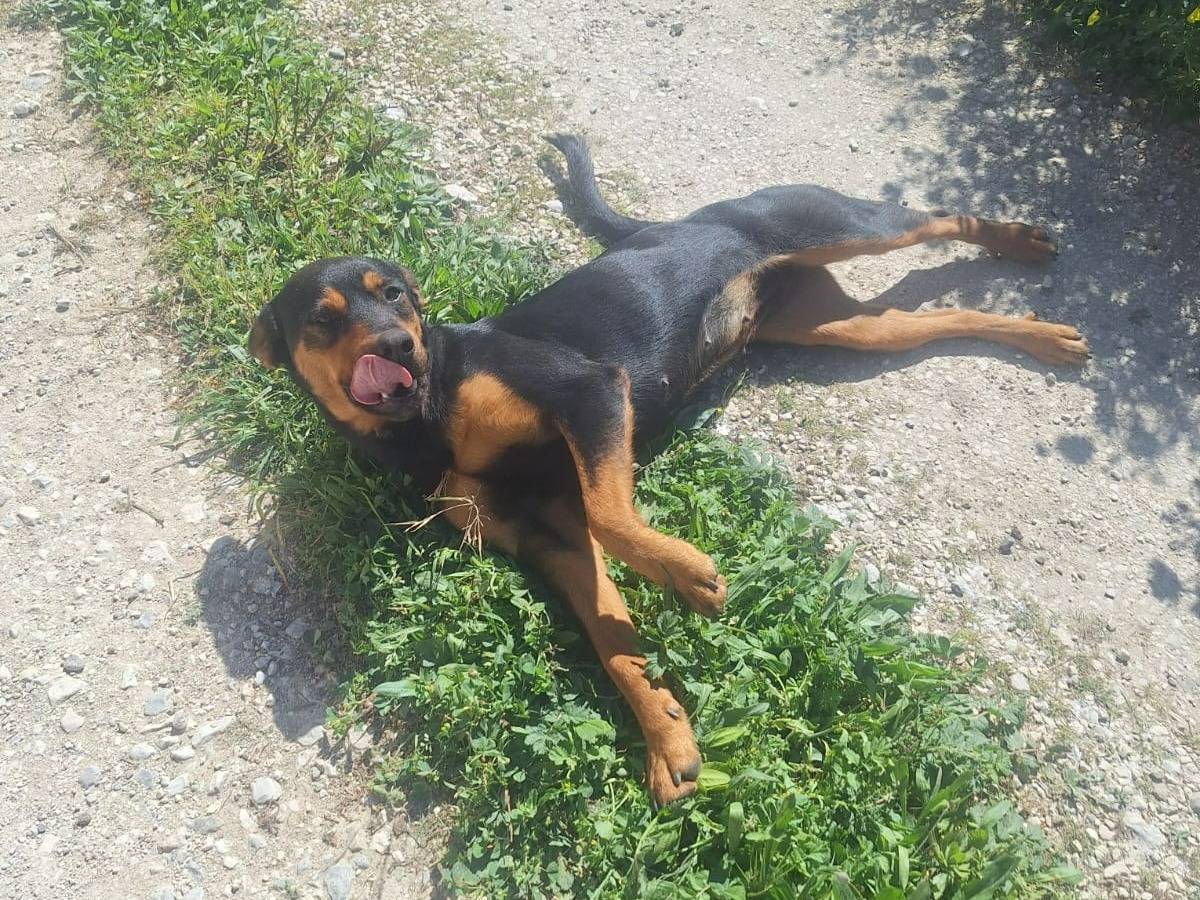 Adotta un cane, femmina, 1 anno e 1 mese, Trapani