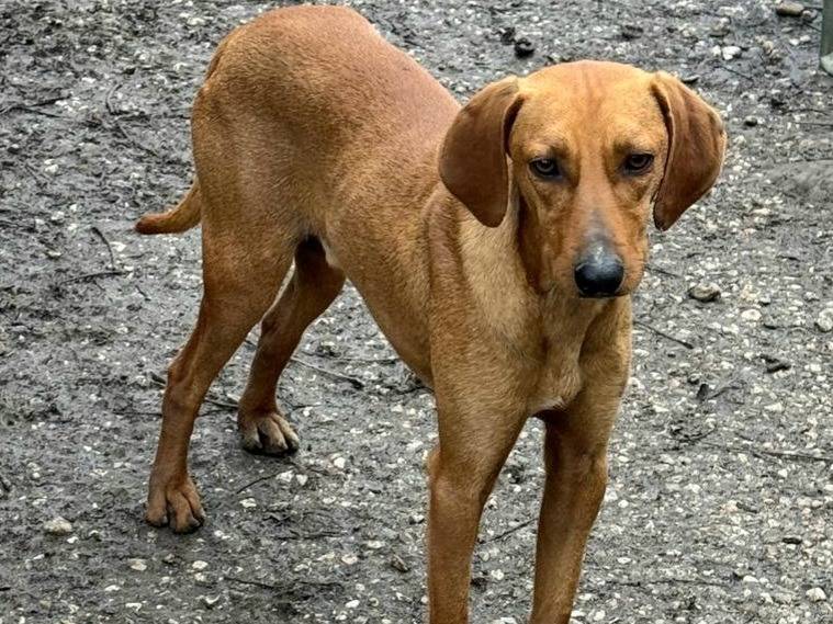 Adotta un cane, maschio, 1 anno e 4 mesi , Teramo