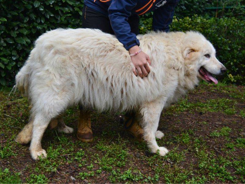 Vuoi adottare un cane a Roma?
