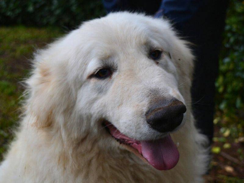 Adotta il cane Hadriano a Roma