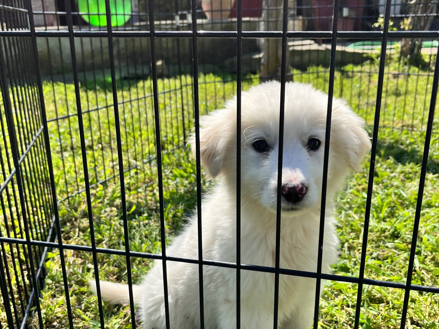 Adozione cane, maschio, Razza sconosciuta Razza sconosciuta, 2 mesi, taglia media, Bari