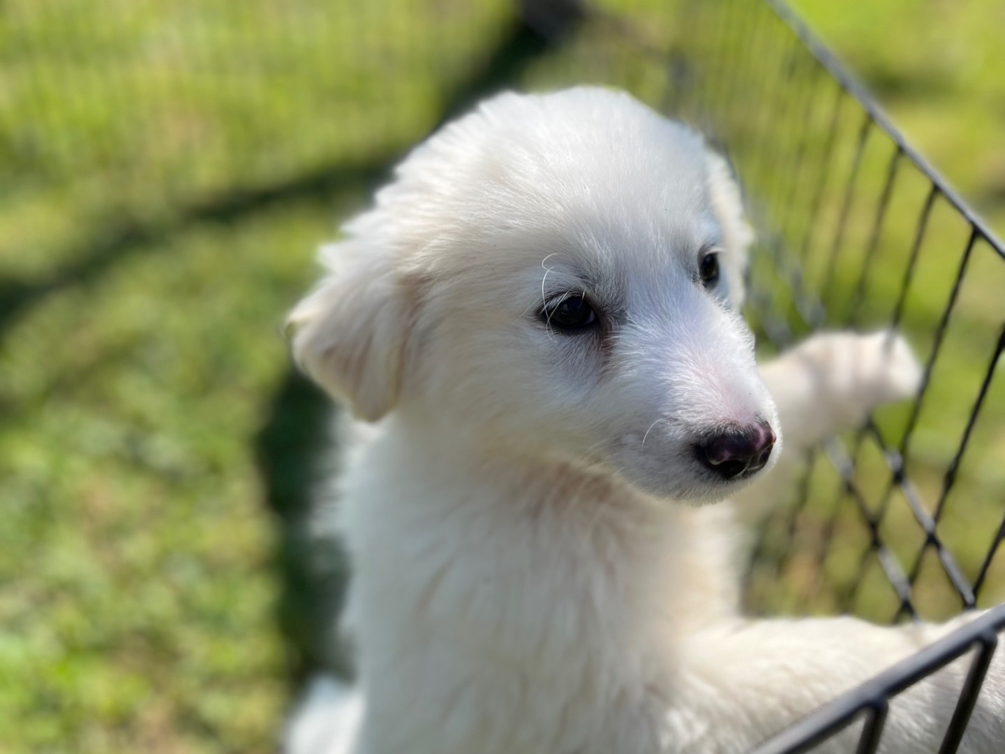 Adotta un cane, maschio, 2 mesi, Bari