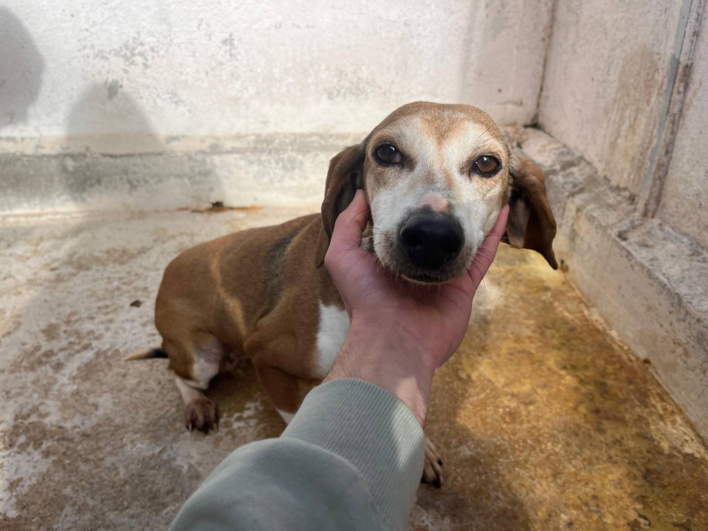 Foto dell'animale