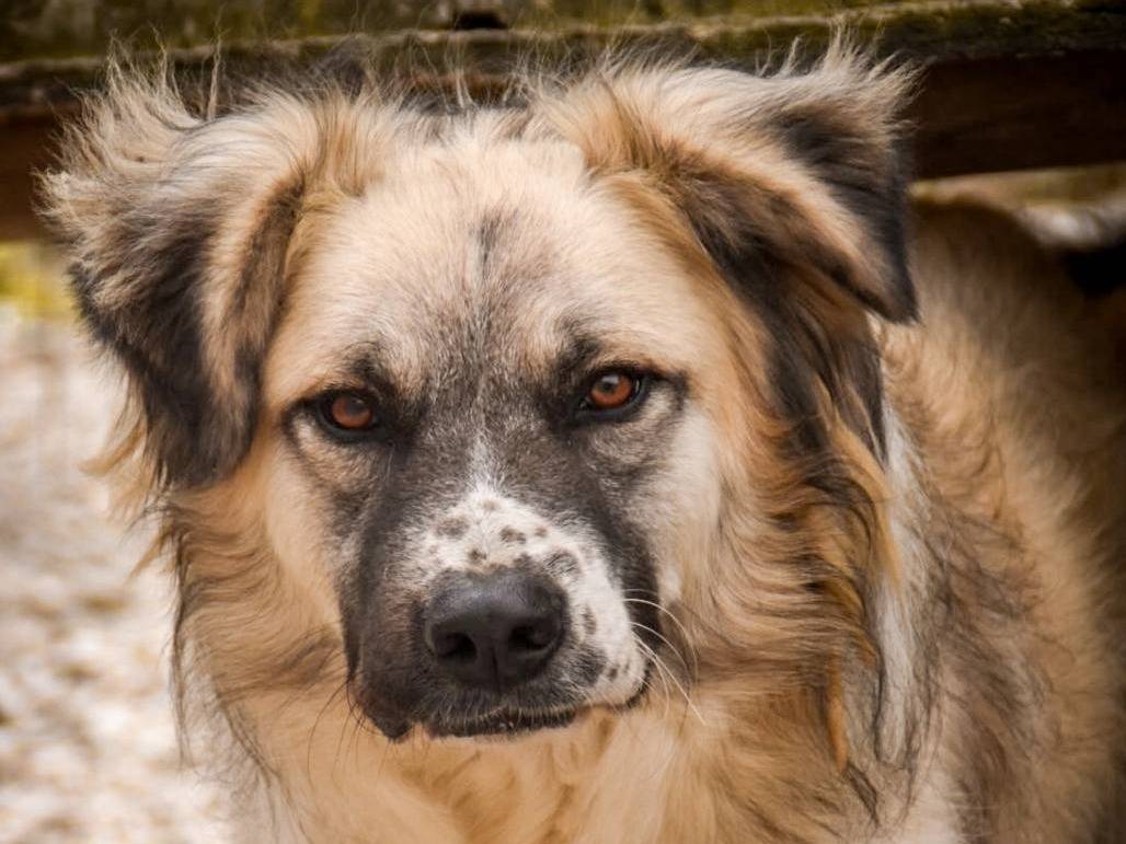 Foto dell'animale