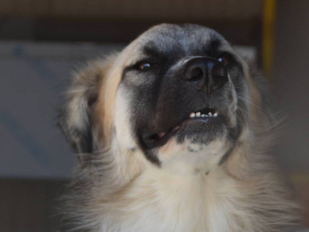 Adotta un cane, maschio, 4 anni e 1 mese, Crotone