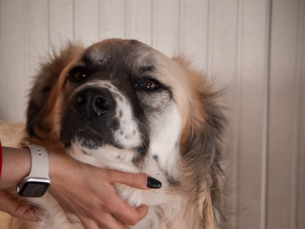 Adotta un cane, taglia grande, maschio, Crotone