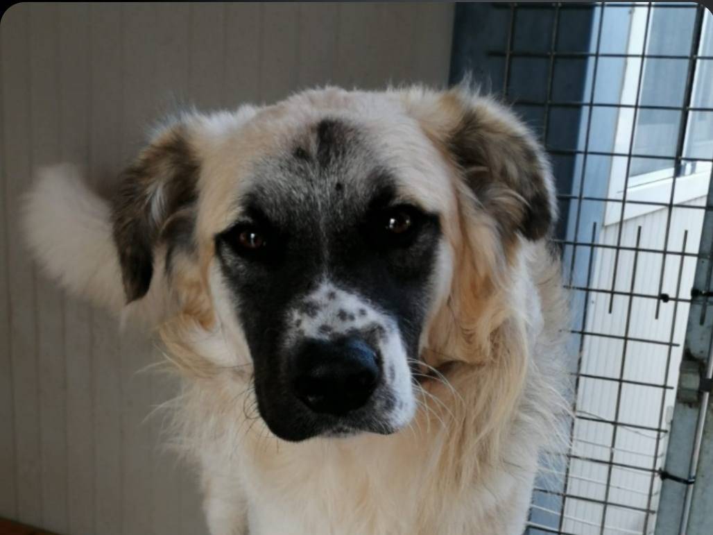 Vuoi adottare un cane a Crotone?