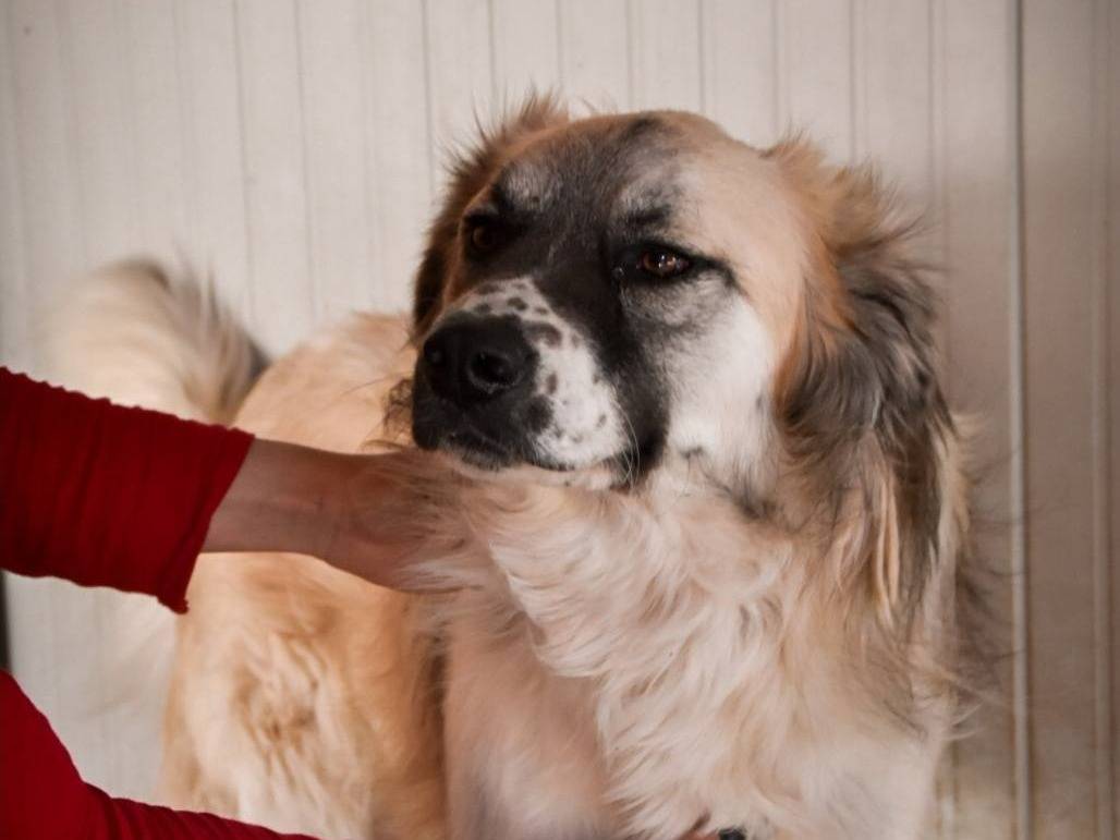 Adotta il cane lillo a Crotone