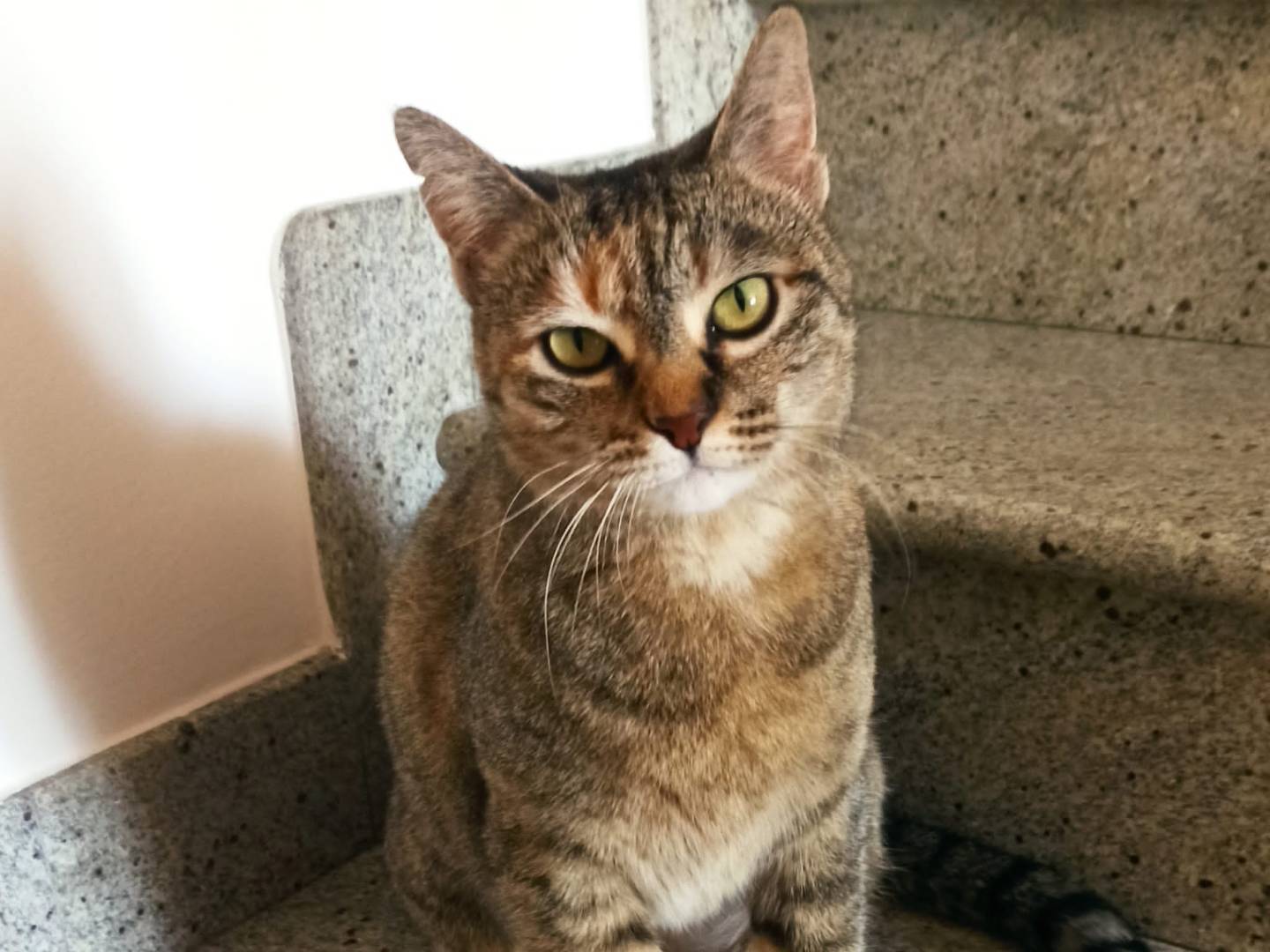 Adotta un gatto, femmina, 2 anni  e 9 mesi , Ascoli