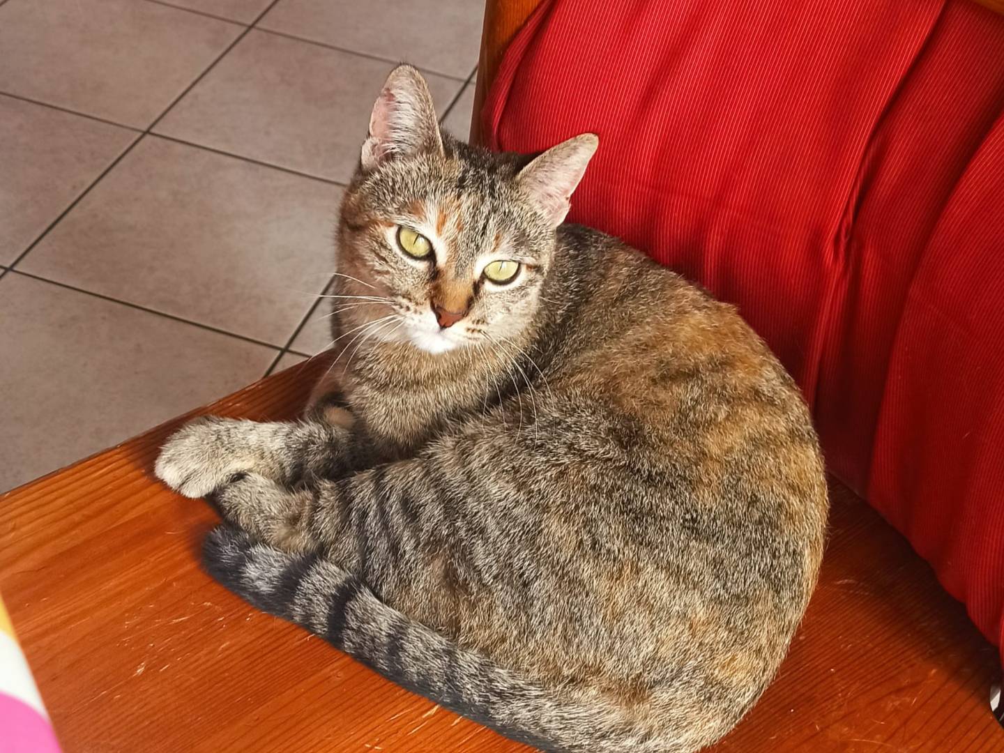 Adotta un gatto, taglia non valida, femmina, Ascoli