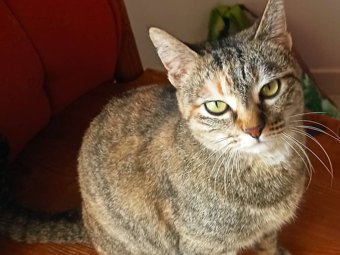 Vuoi adottare un gatto a Ascoli?