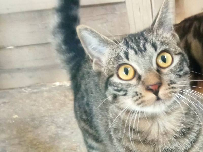 Adotta un gatto, femmina, 11 mesi, Teramo