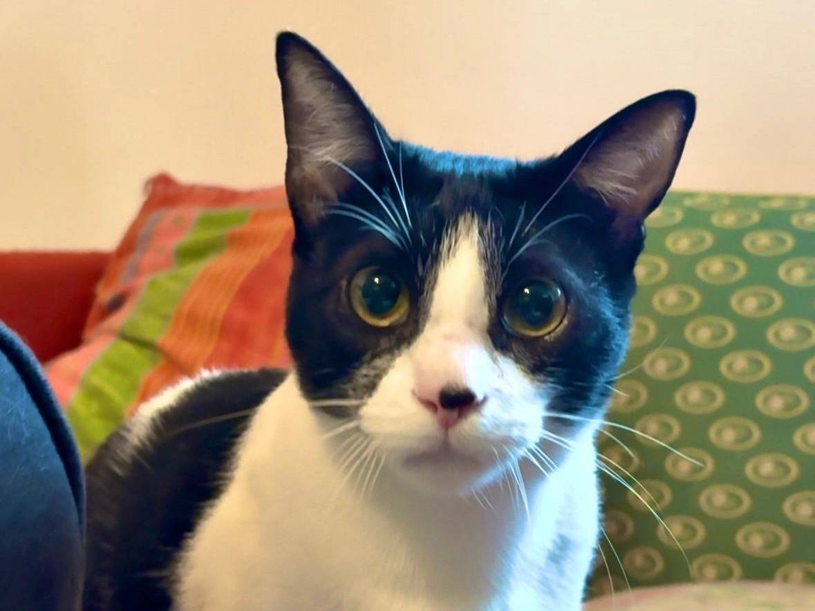 Adotta un gatto, maschio, 11 mesi, Teramo
