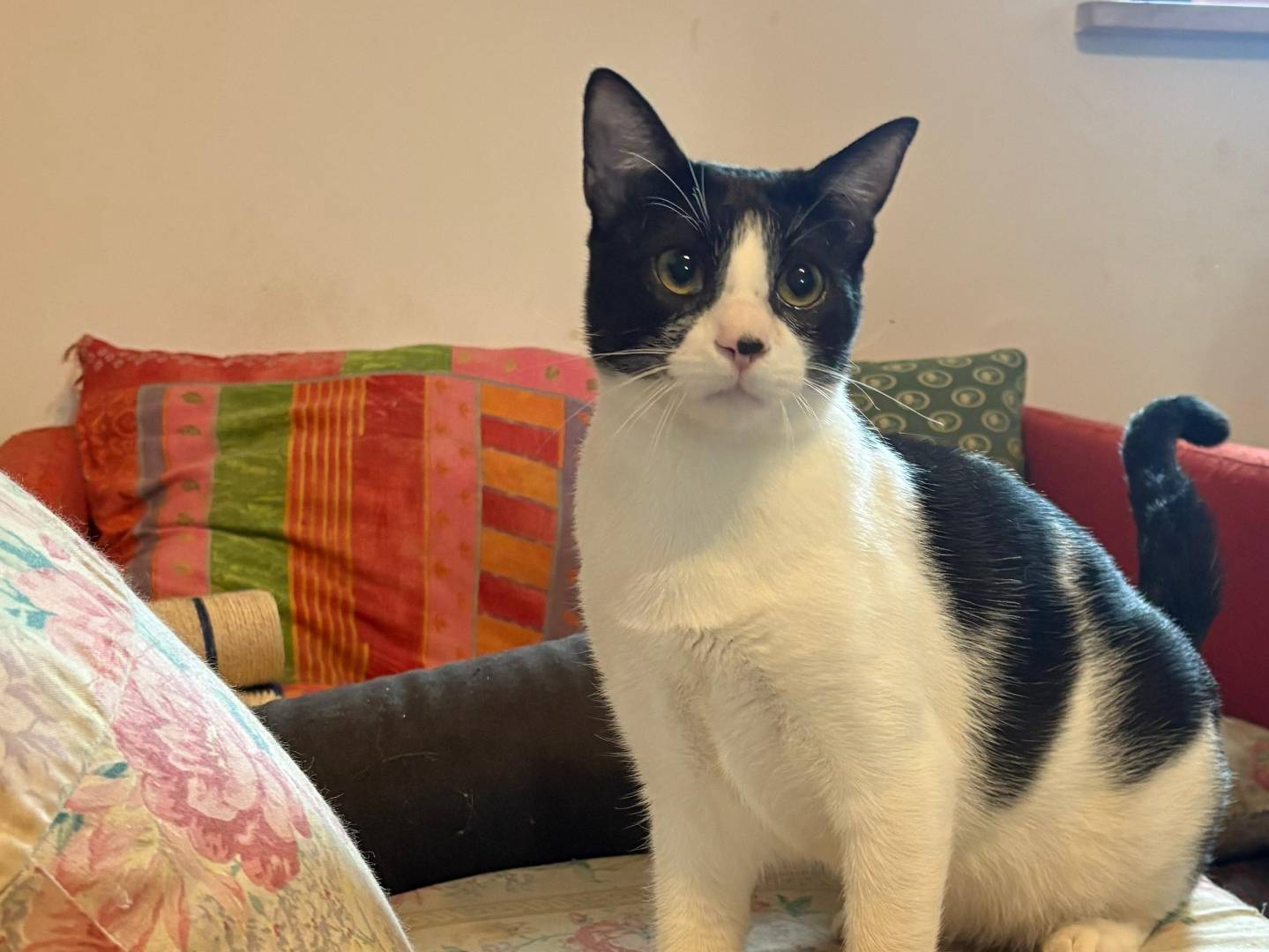 Adotta un gatto, taglia non valida, maschio, Teramo