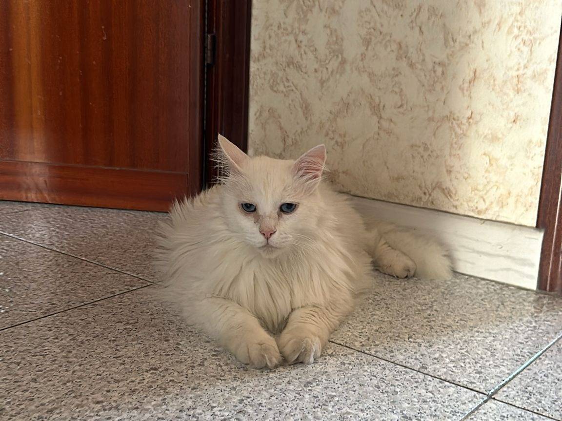 Adotta un gatto, maschio, 12 anni  e 11 mesi , Teramo