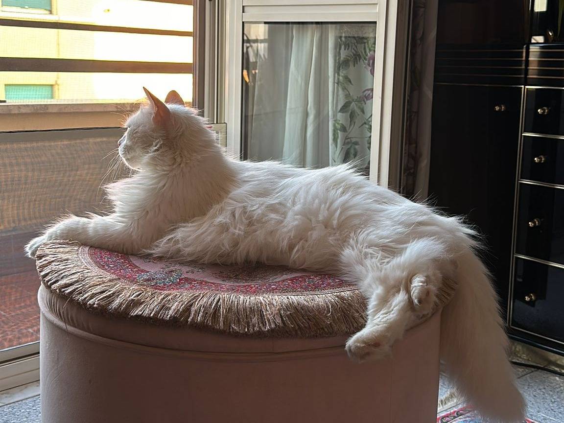 Adotta un gatto, taglia non valida, maschio, Teramo