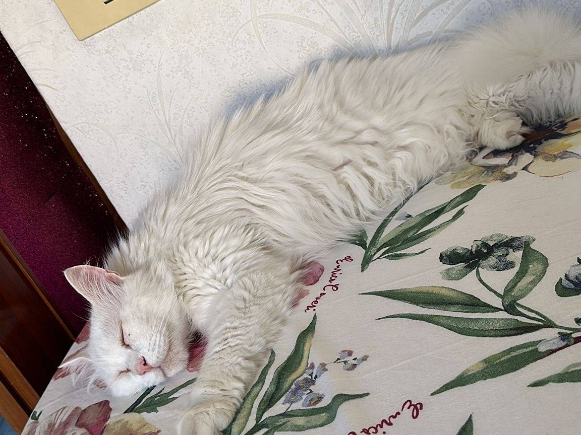 Vuoi adottare un gatto a Teramo?