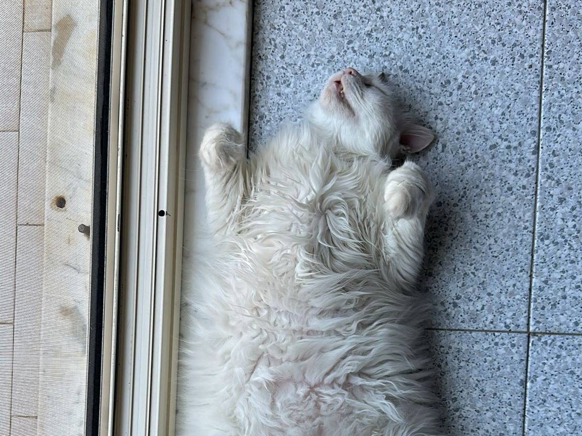 Adotta il gatto Omero a Teramo