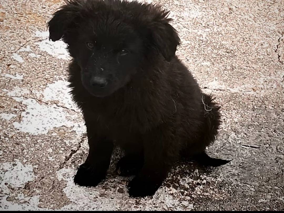 Adozione cane, maschio, Terranova Razza sconosciuta, 5 mesi, taglia grande, Benevento