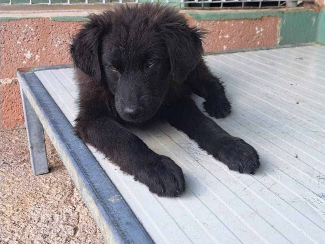 Adotta un cane, maschio, 5 mesi, Benevento