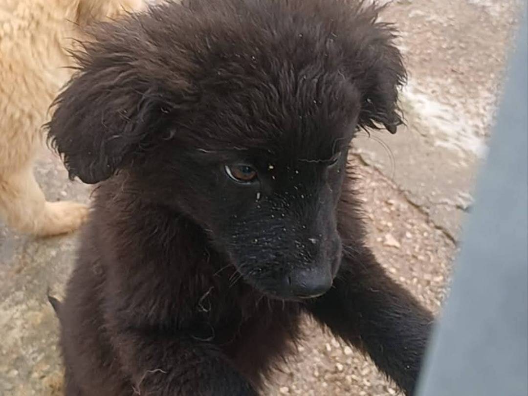 Adotta un cane, taglia grande, maschio, Benevento