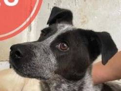 Adotta un cane, maschio, 3 anni  e 1 mese, Verona