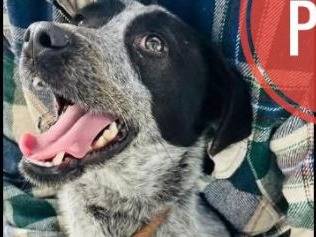 Adotta un cane, taglia media contenuta, maschio, Verona