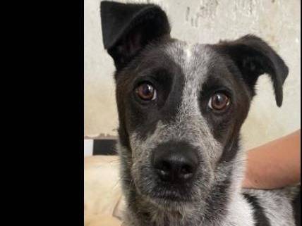 Vuoi adottare un cane a Verona?