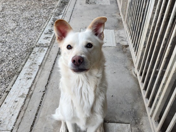 Adotta un cane, femmina, 2 anni  e 8 mesi , Treviso