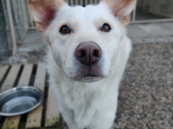 Adotta un cane, taglia media, femmina, Treviso