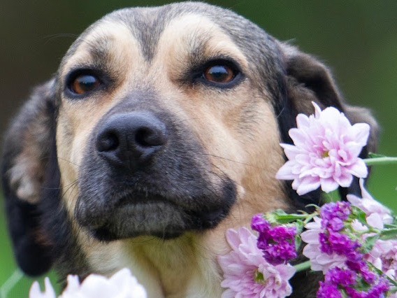 Foto dell'animale