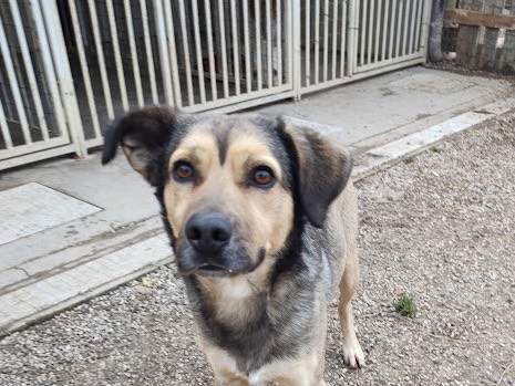 Adotta un cane, maschio, 4 anni  e 3 mesi , Treviso