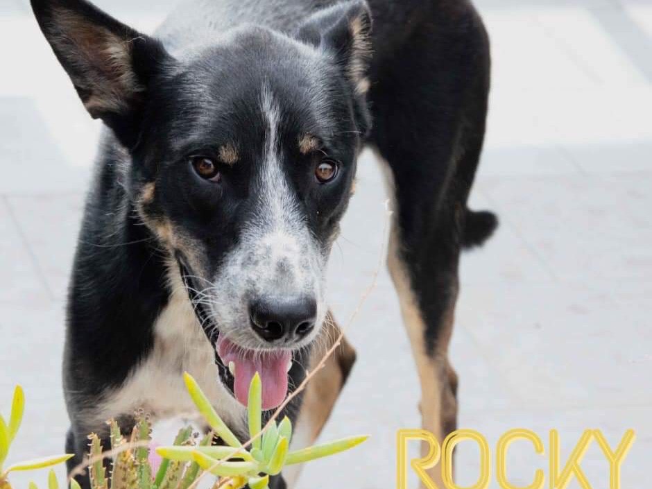 Foto dell'animale