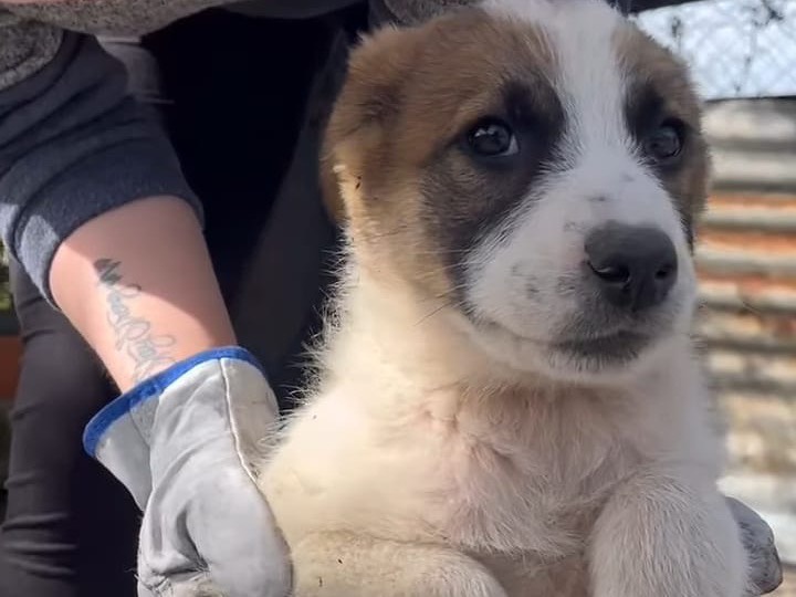 Adotta un cane, taglia piccola, maschio, Siracusa