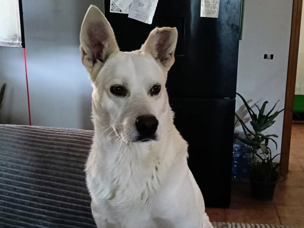Adotta un cane, maschio, 2 anni  e 4 mesi , Siracusa