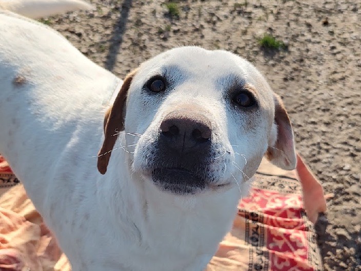 Adotta un cane, maschio, 2 anni  e 5 mesi , Treviso