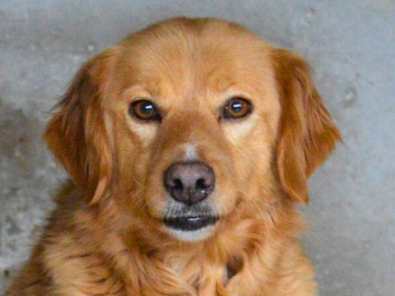 Adozione cane, femmina, Golden Retriever Razza sconosciuta, 7 anni  e 7 mesi , taglia media, Roma