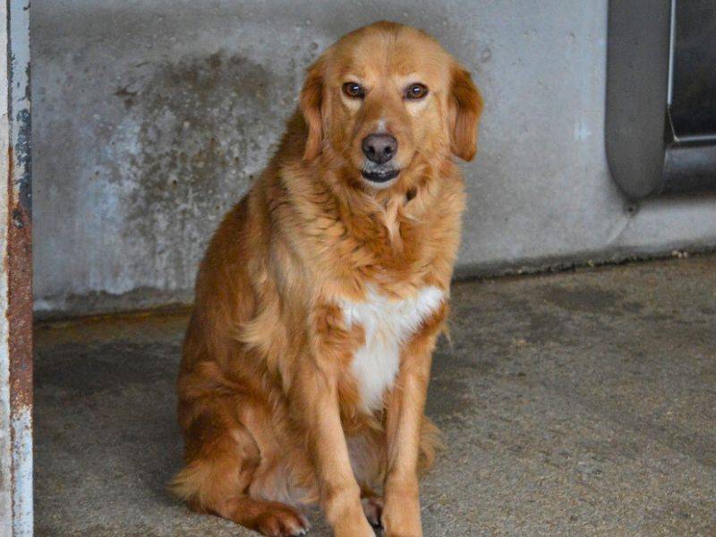 Adotta un cane, femmina, 7 anni  e 7 mesi , Roma