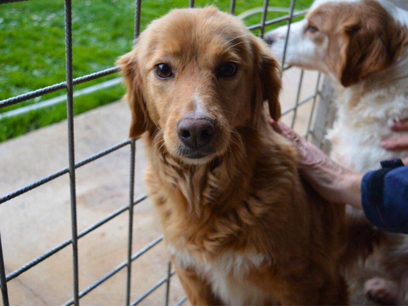 Adotta un cane, taglia media, femmina, Roma