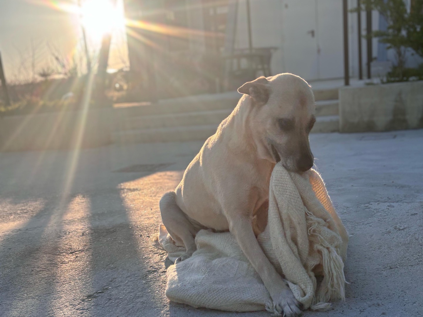 Adotta un cane, maschio, 7 anni  e 10 mesi , Chieti