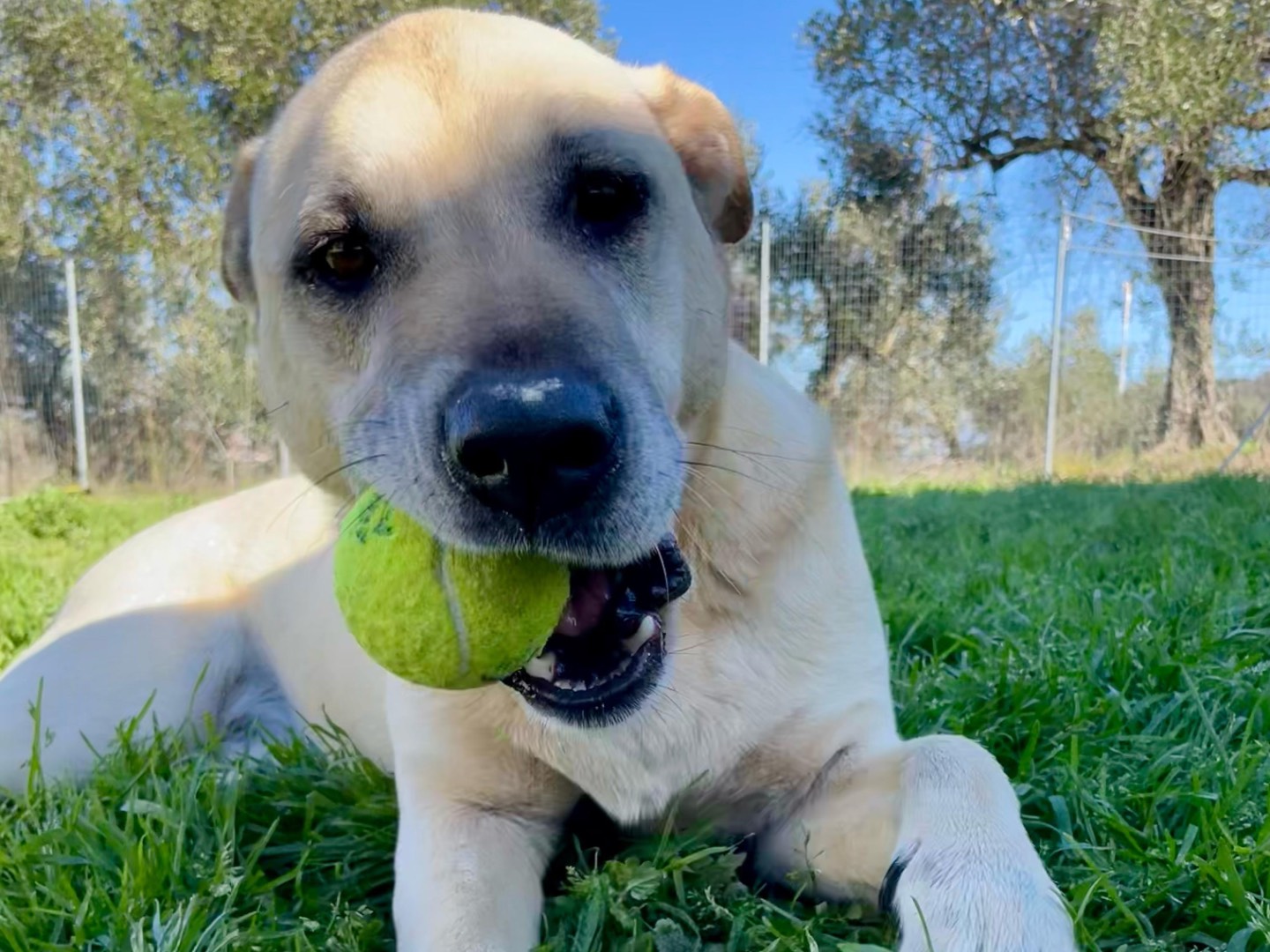 Adotta un cane, taglia media, maschio, Chieti