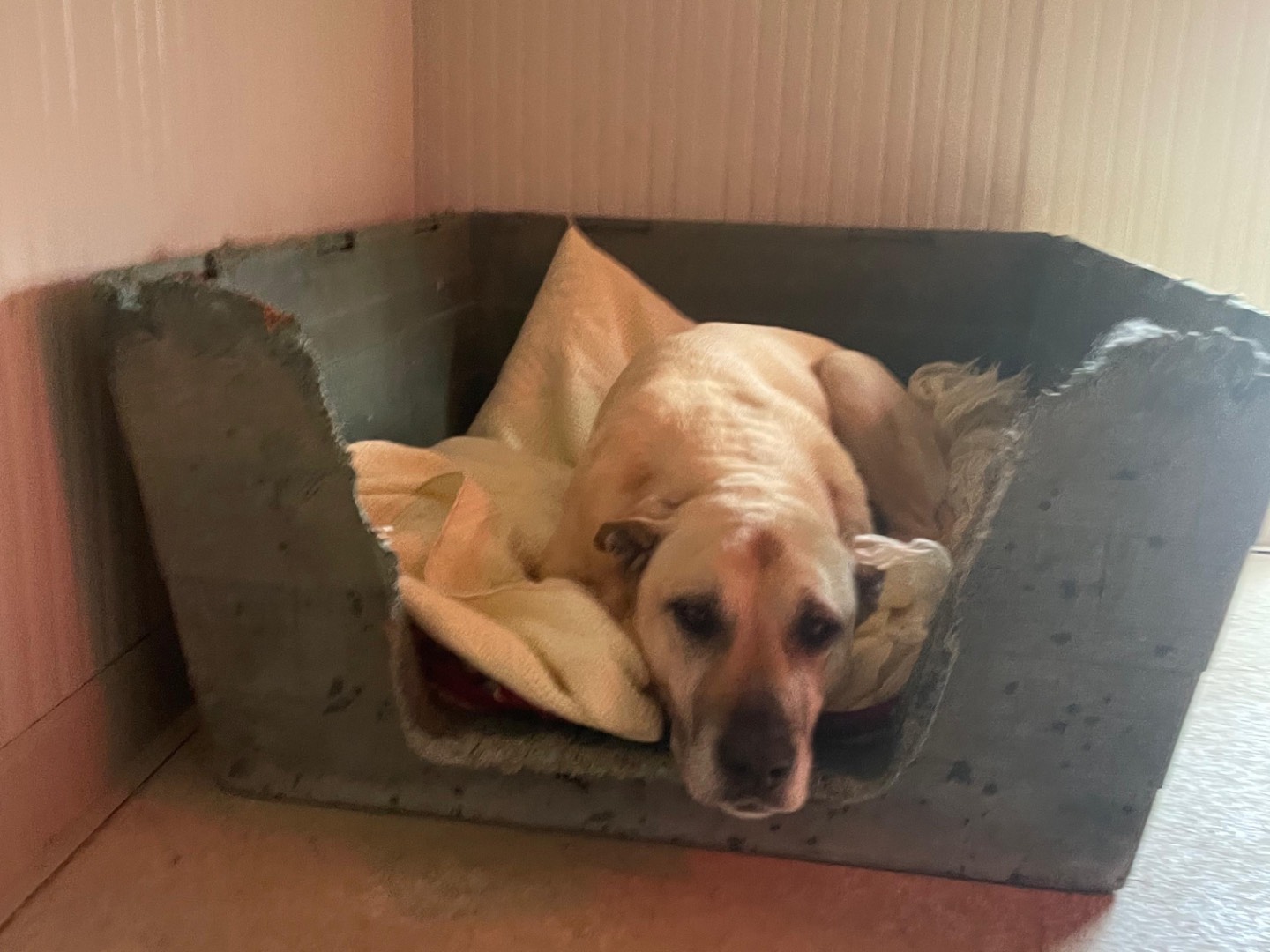 Vuoi adottare un cane a Chieti?