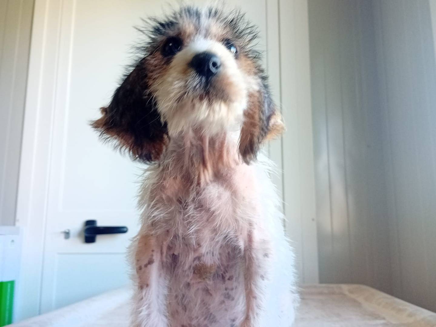 Adotta un cane, femmina, 1 anno, Cosenza