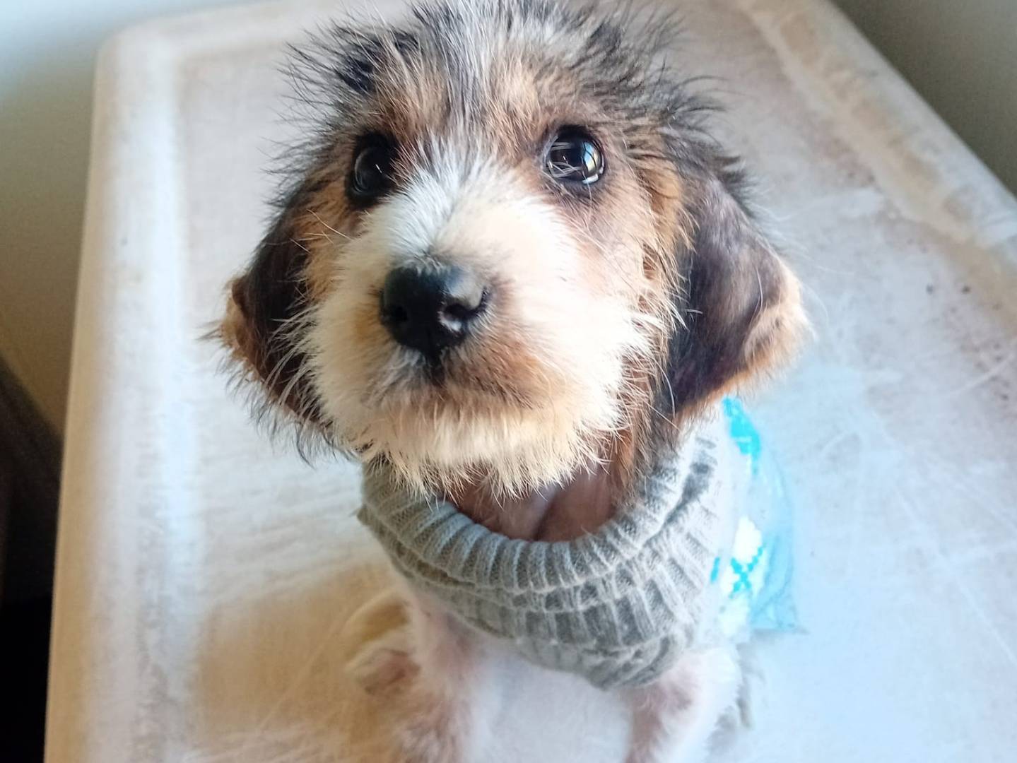 Adotta un cane, taglia piccola, femmina, Cosenza