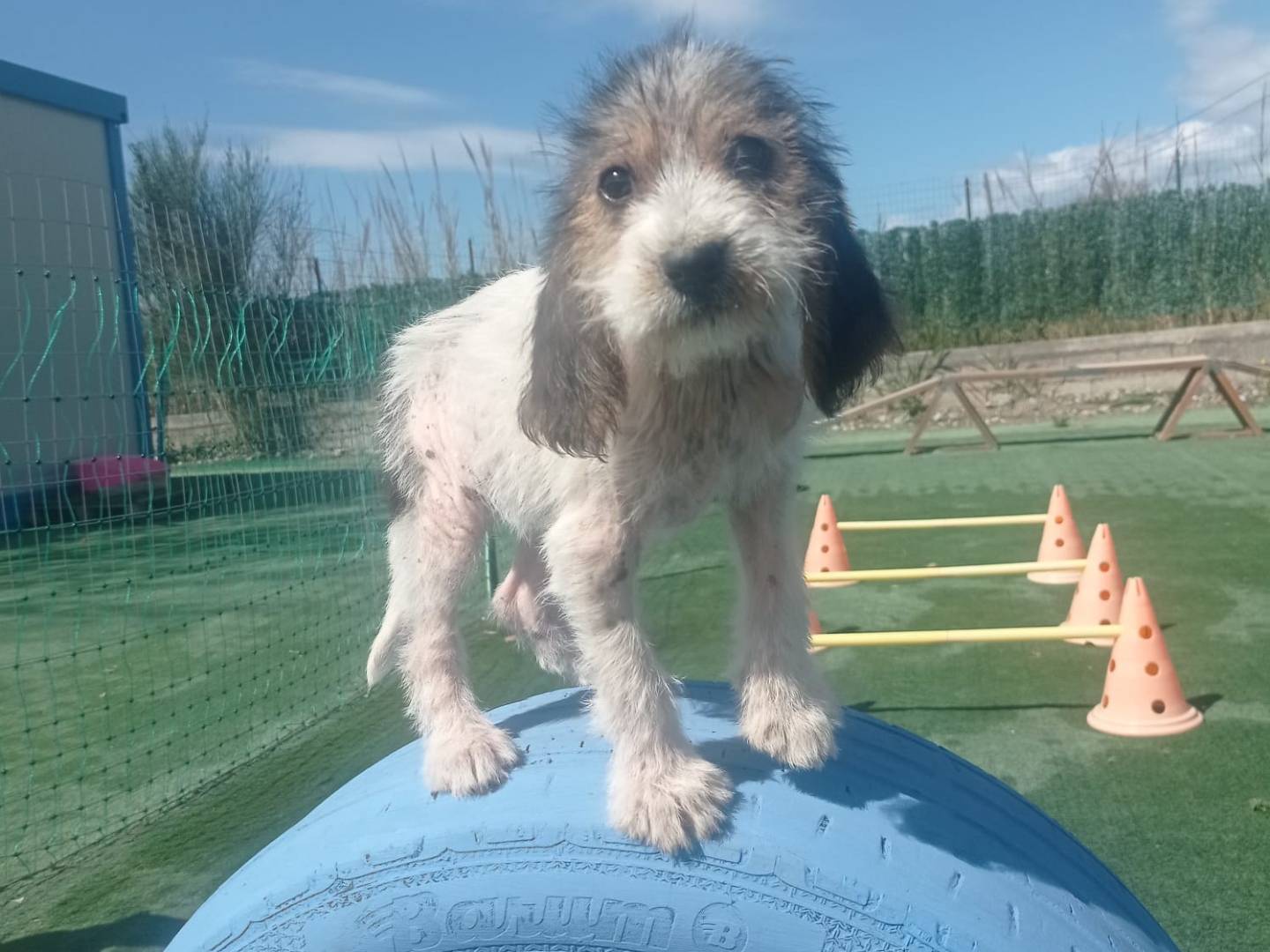Vuoi adottare un cane a Cosenza?