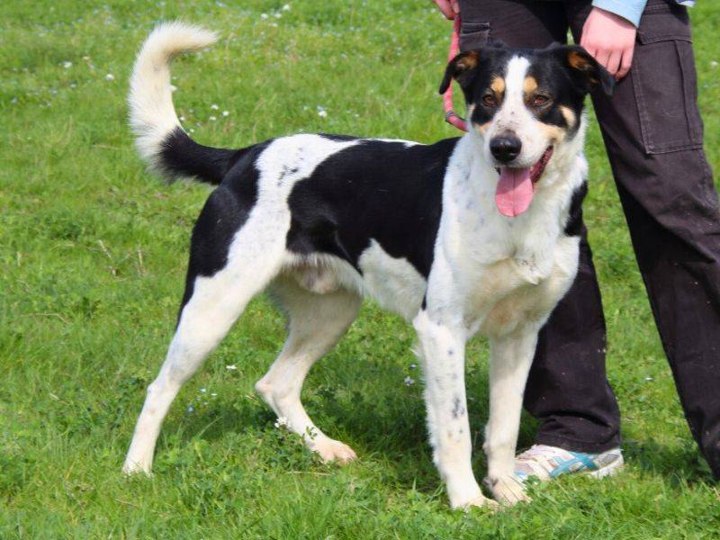 Vuoi adottare un cane a Roma?