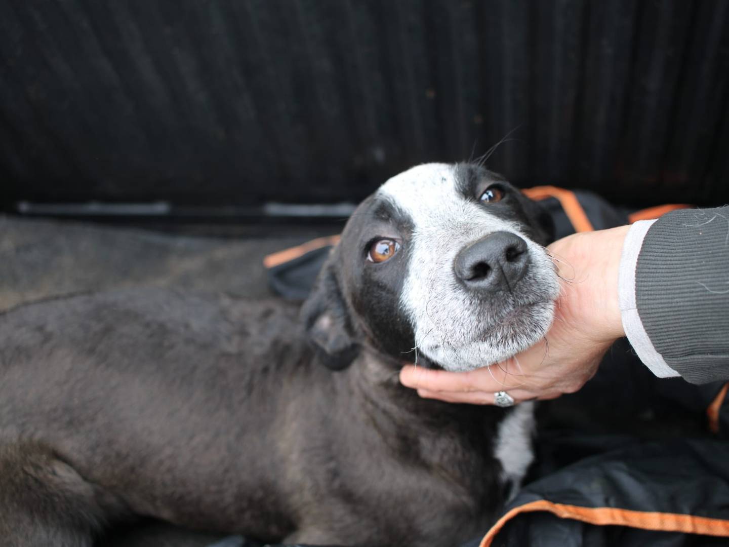 Adotta un cane, femmina, 7 mesi, Vibo